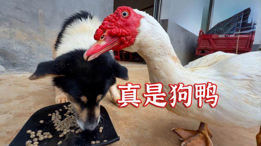 黑猩猩上演办公室斗殴，同伴紧急劝架-图3