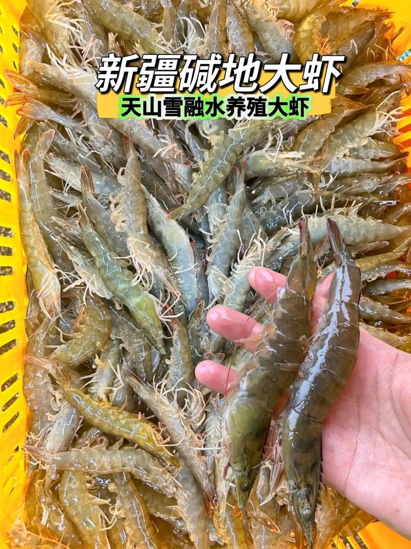 新疆沙漠盐湖现珍稀盐水丰年虾，创自然奇观-图2