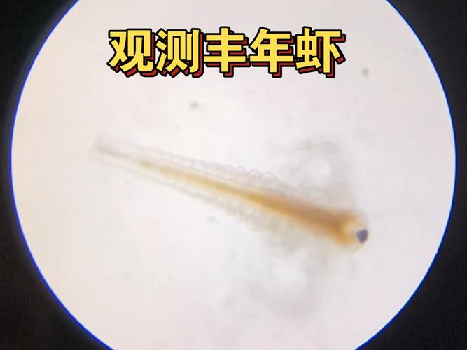 新疆沙漠盐湖现珍稀盐水丰年虾，创自然奇观-图1