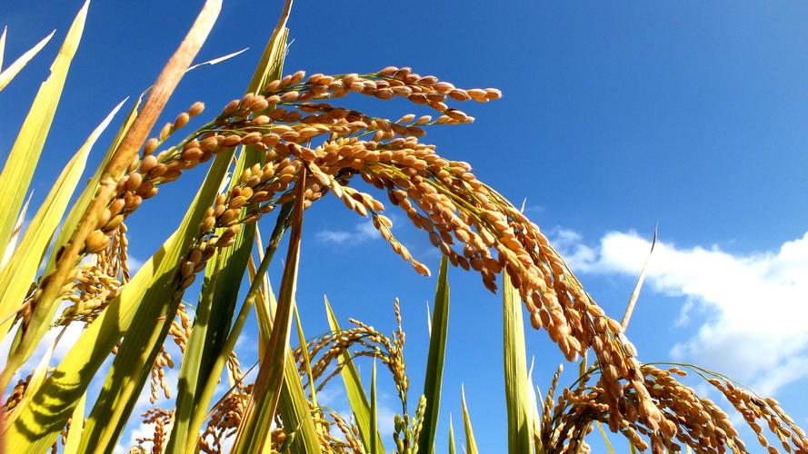 稻香旋律下,多段视频剪辑的艺术之旅-图2 稻香旋律下,多段视频剪辑的艺术之旅-图2