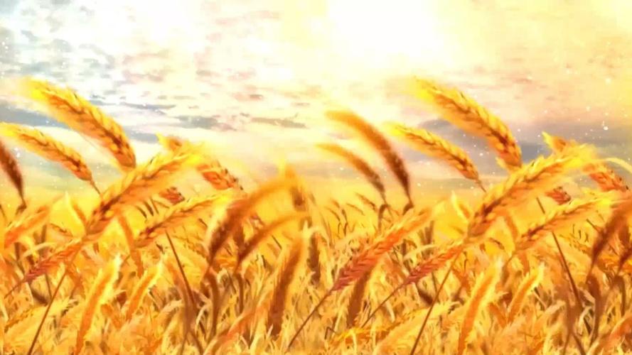 稻香旋律下,多段视频剪辑的艺术之旅-图3 稻香旋律下,多段视频剪辑的艺术之旅-图3