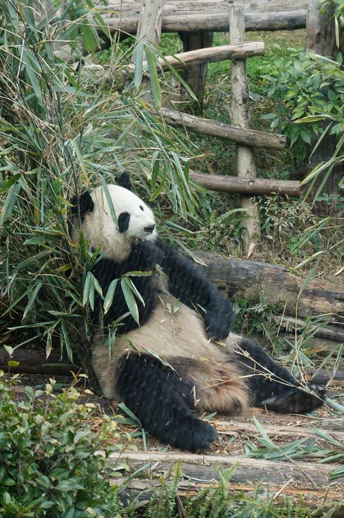 平武片区大熊猫国家公园里的现金猫-图2
