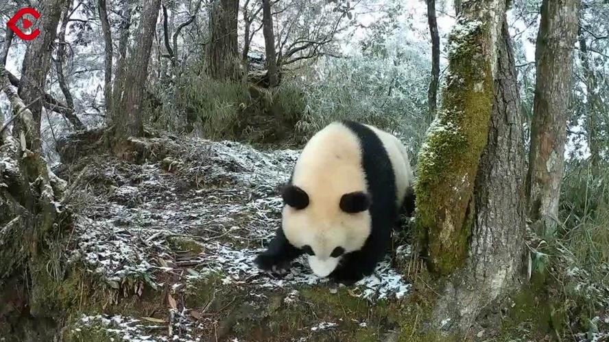 平武片区大熊猫国家公园里的现金猫-图1