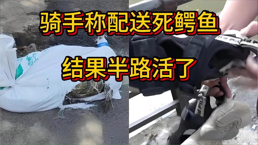 活鳄鱼误当包裹，骑手惊现半途！-图1