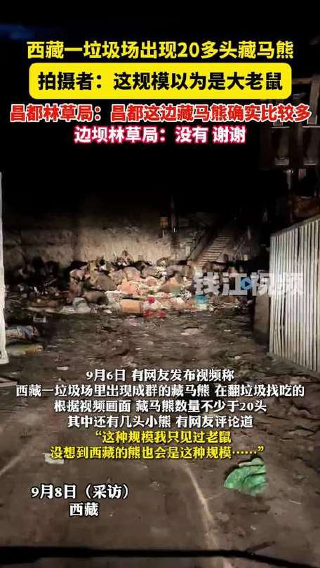 西藏藏马熊垃圾场觅食引发关注-图3 西藏藏马熊垃圾场觅食引发关注-图3