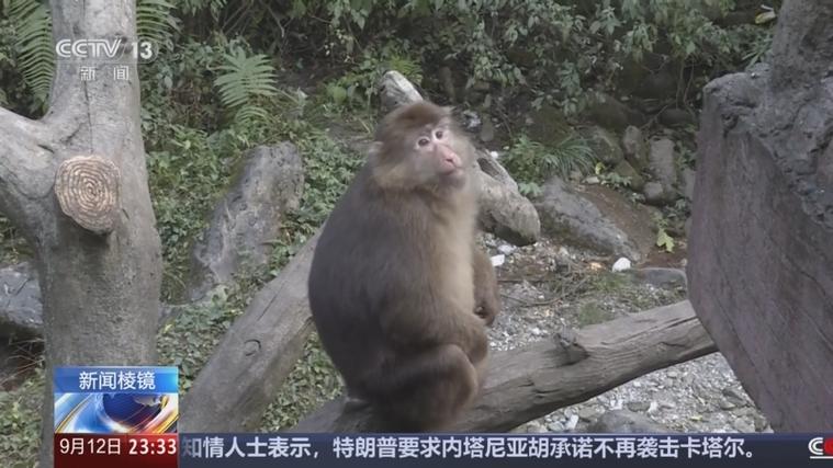 峨眉山猴子被击毙传闻不实,警方紧急辟谣-图1 峨眉山猴子被击毙传闻不实,警方紧急辟谣-图1