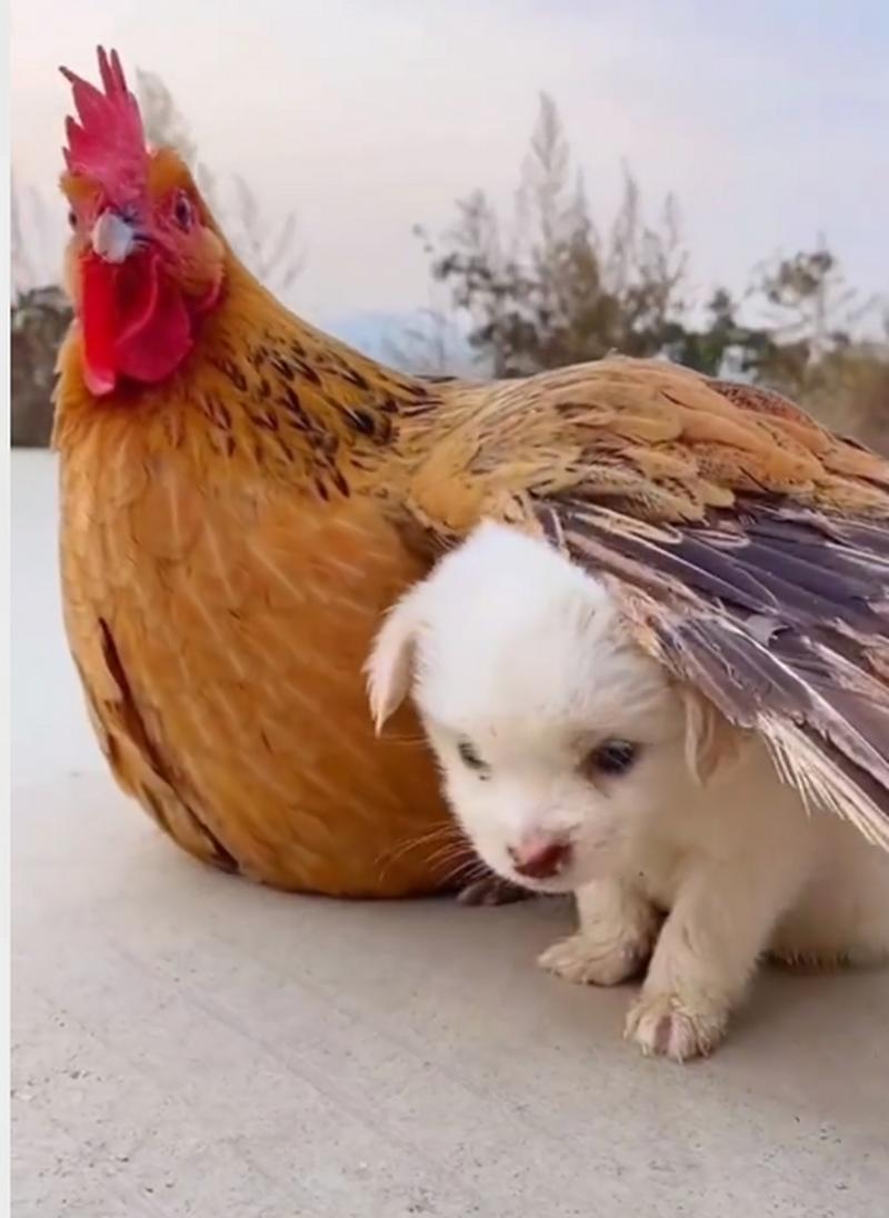 萌宠合奏，小狗与小鸡趣味视频剪辑指南-图2