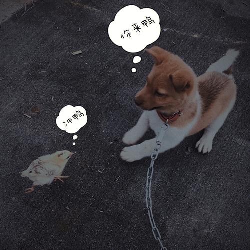 萌宠合奏，小狗与小鸡趣味视频剪辑指南-图1