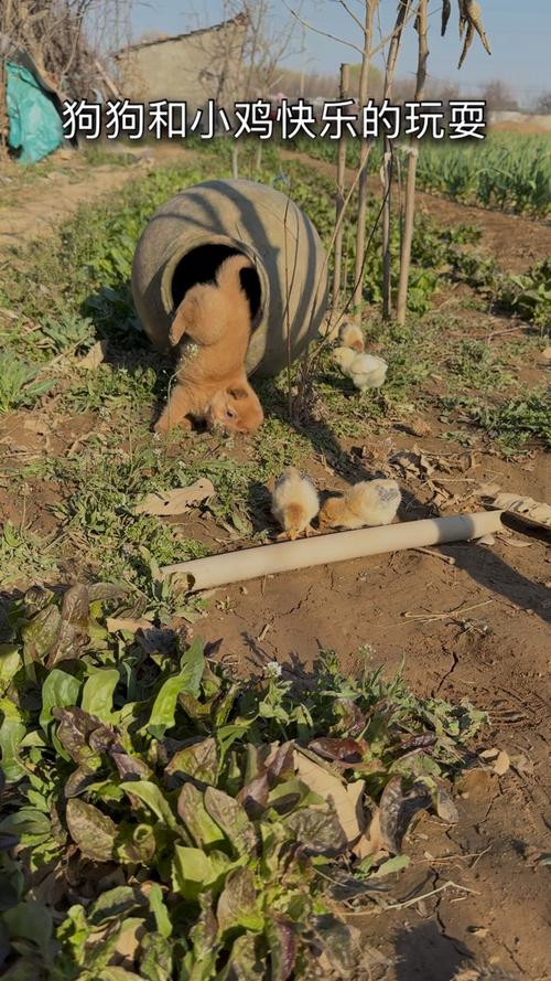 萌宠合奏，小狗与小鸡趣味视频剪辑指南-图3