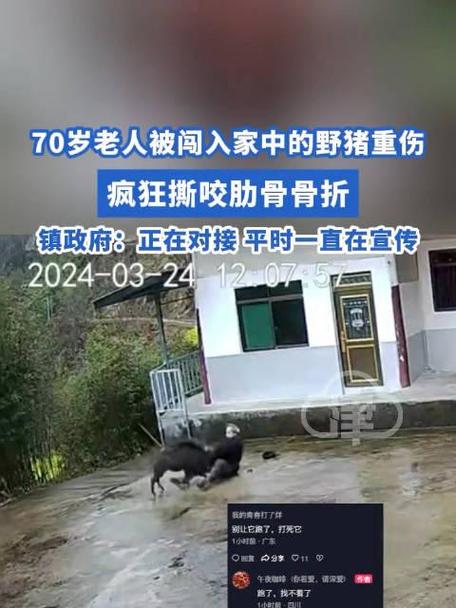 野猪闯入家中，大人逃窜，孩子被遗忘屋内惊魂记-图2