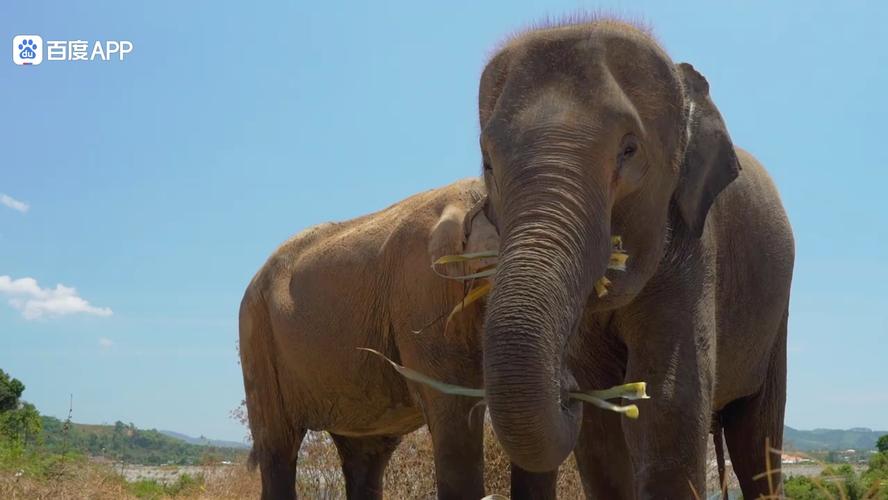 动物视频配音与剪辑艺术，技巧解析与操作指南-图3
