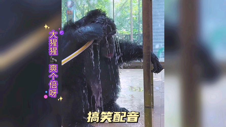 动物视频配音与剪辑艺术，技巧解析与操作指南-图2