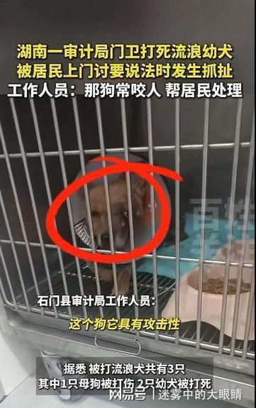 校园保安致流浪狗死亡事件,校长正面回应-图1 校园保安致流浪狗死亡事件,校长正面回应-图1