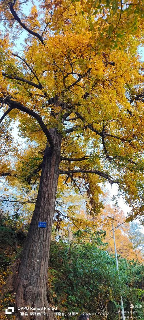 金秋听史,历史声息拂过耳畔的秋日时光-图3 金秋听史,历史声息拂过耳畔的秋日时光-图3