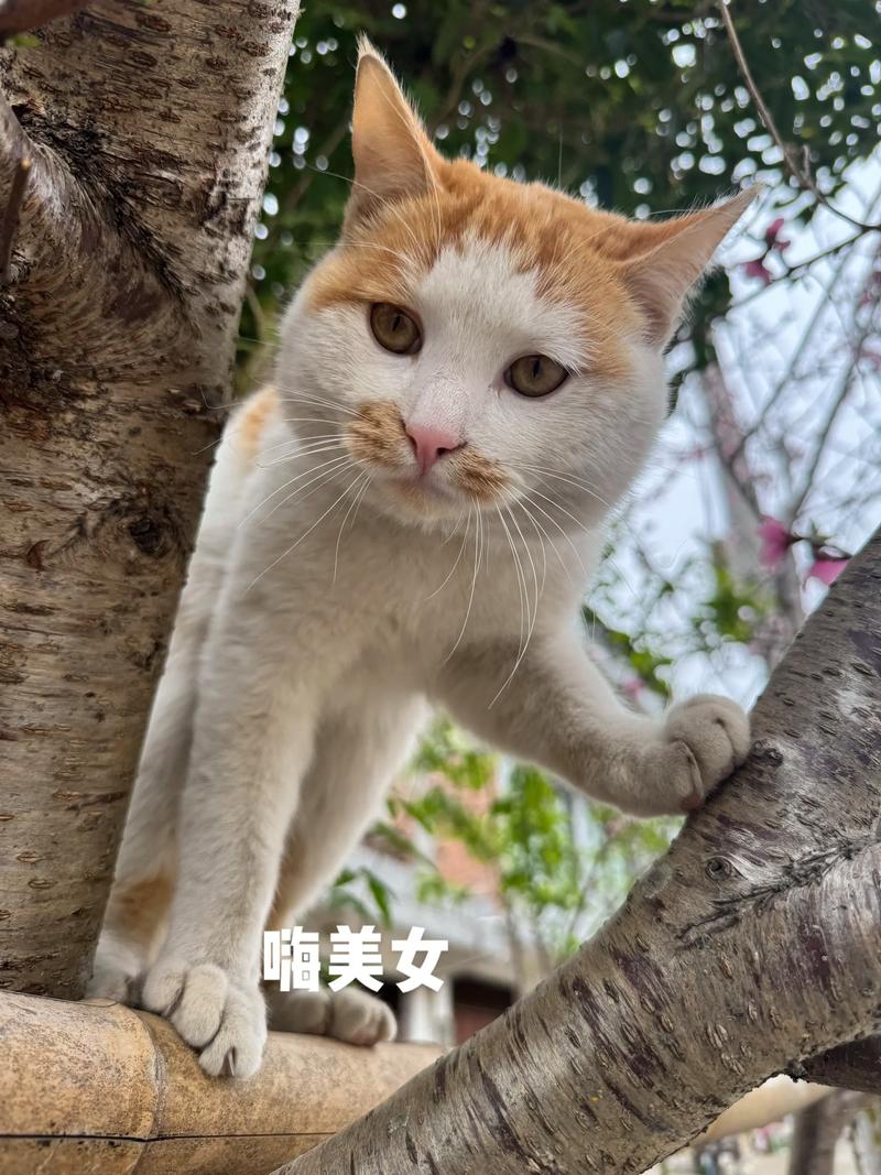 打造惊艳视觉！教你轻松剪辑怼脸视频-图1