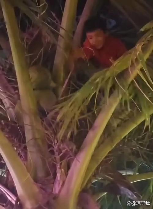 哥斯达黎加沙滩男子坠树身亡事件-图2 哥斯达黎加沙滩男子坠树身亡事件-图2