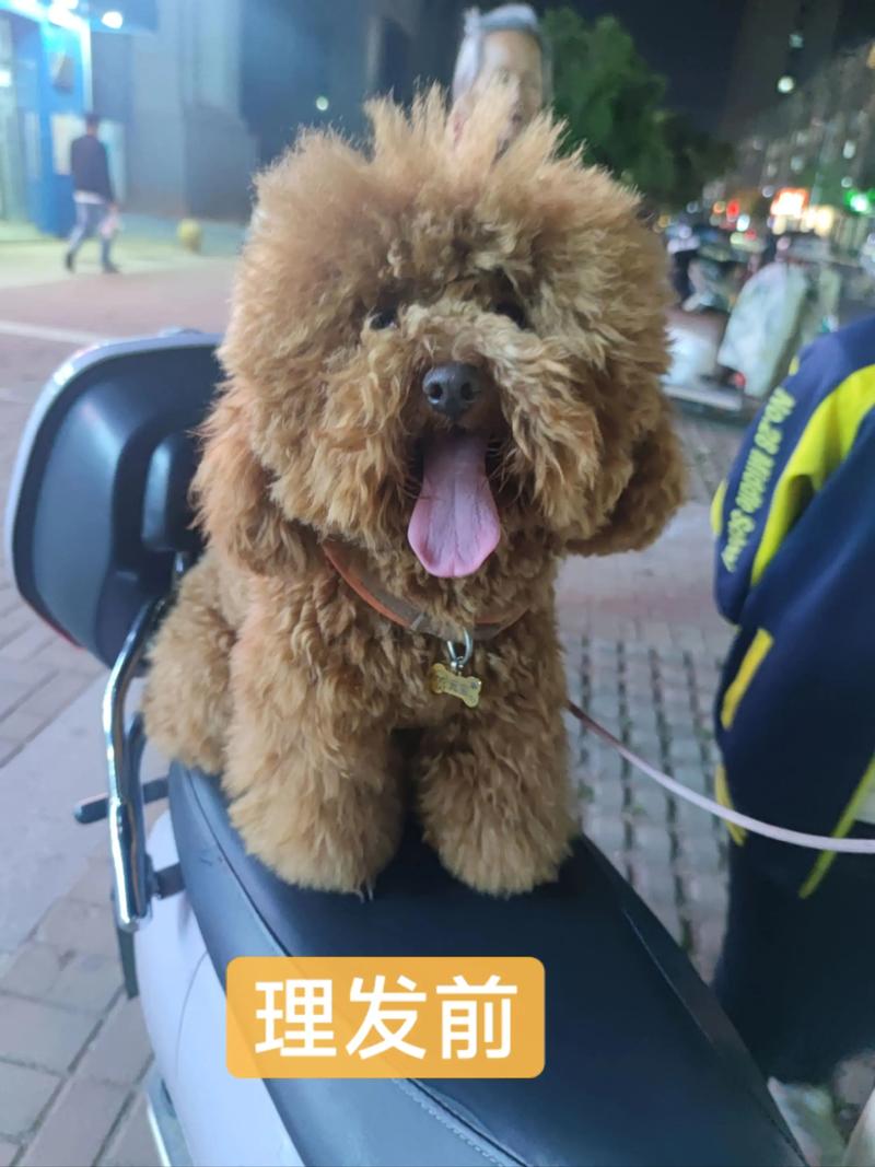 狗头视频剪辑教程,轻松剪出可爱狗头效果-图2 狗头视频剪辑教程,轻松剪出可爱狗头效果-图2