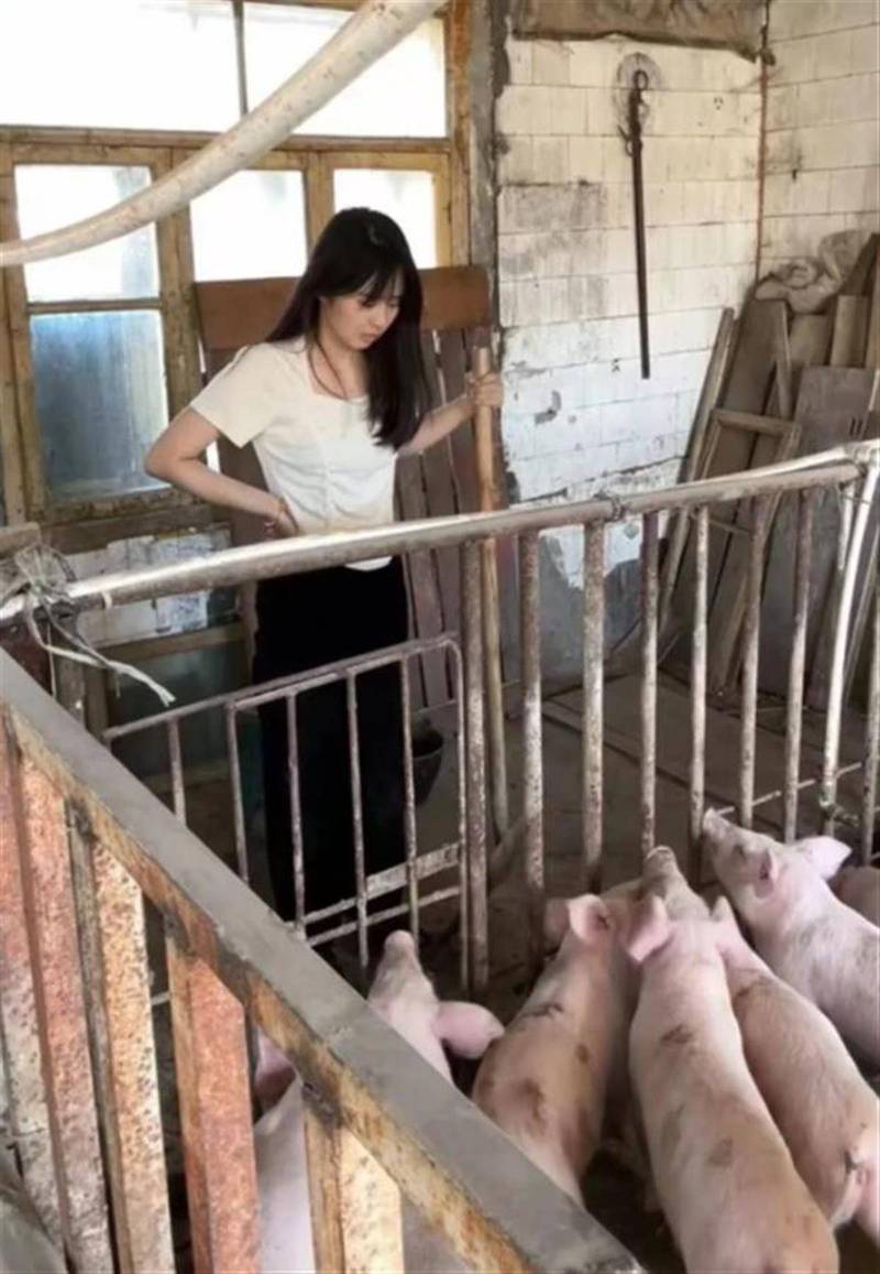 云养猪成泡影，女子10万投资生重病，退款无门困境重重-图1