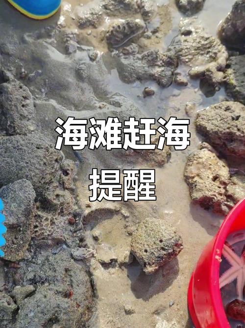 海滩退潮现丰盛大蚝,市民捡拾乐翻天-图3 海滩退潮现丰盛大蚝,市民捡拾乐翻天-图3