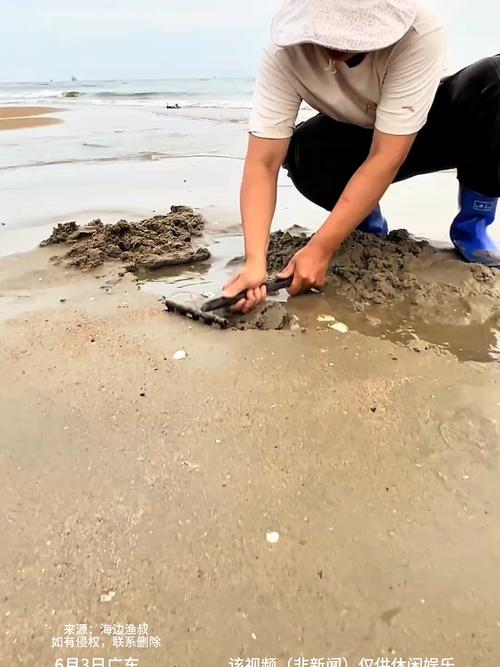 海滩退潮现丰盛大蚝,市民捡拾乐翻天-图2 海滩退潮现丰盛大蚝,市民捡拾乐翻天-图2