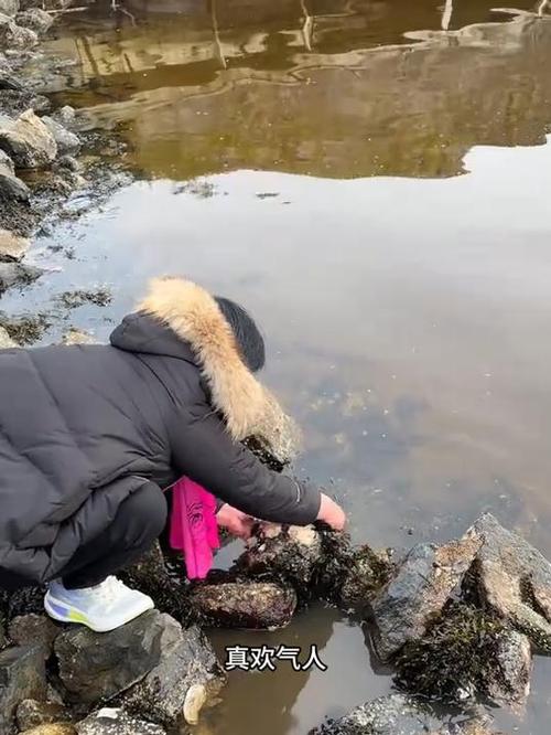 海滩退潮现丰盛大蚝,市民捡拾乐翻天-图1 海滩退潮现丰盛大蚝,市民捡拾乐翻天-图1