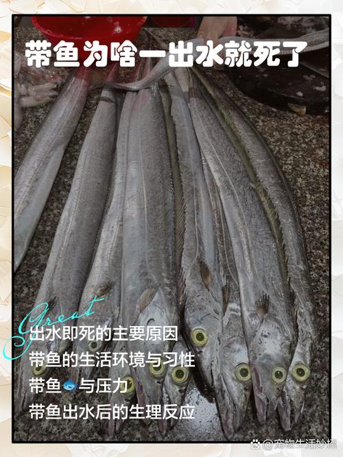带鱼,被低估的国民廉价鱼-图3 带鱼,被低估的国民廉价鱼-图3