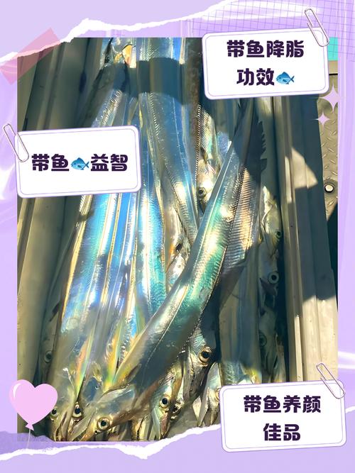 带鱼,被低估的国民廉价鱼-图1 带鱼,被低估的国民廉价鱼-图1