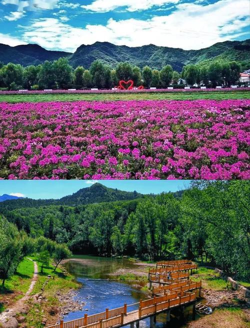 北京秋花绽放盛景-图3