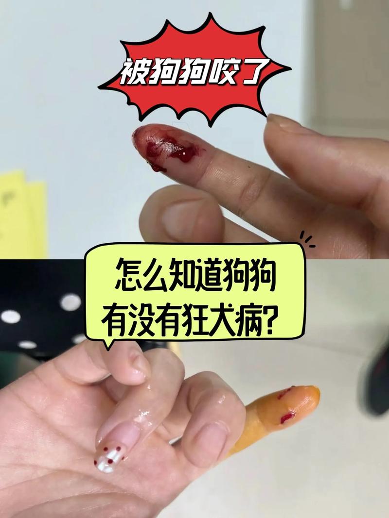猫咪狗狗视频剪辑技巧指南-图2