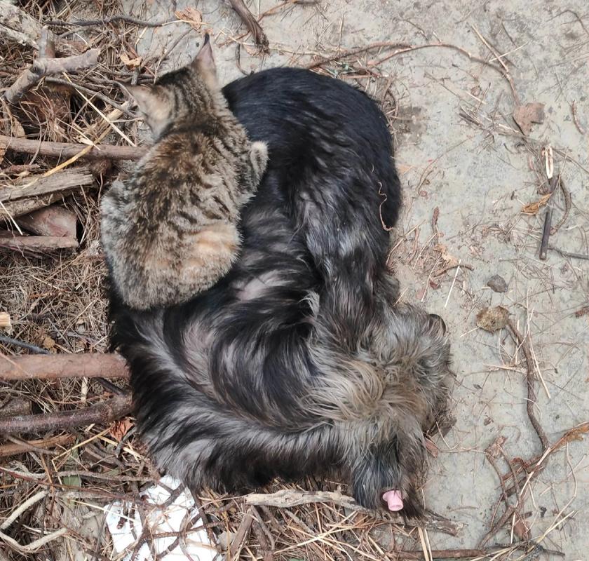 猫咪狗狗视频剪辑技巧指南-图3