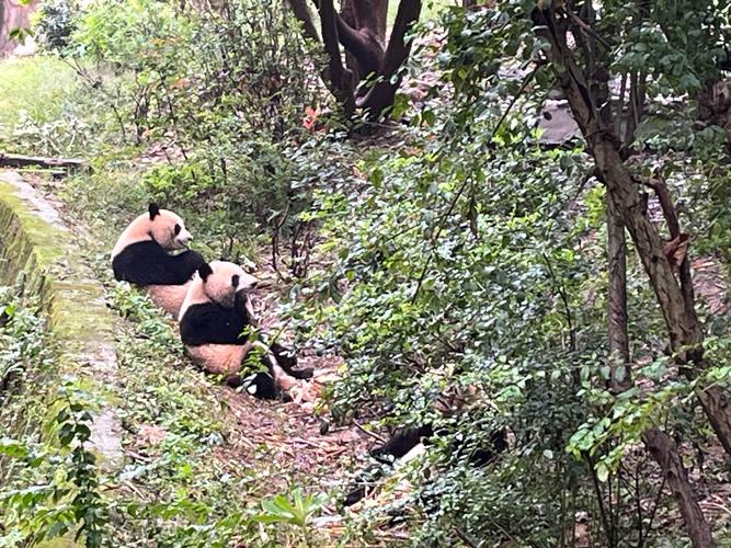 野生大熊猫河畔漫步，游客惊喜目睹自然奇观-图2