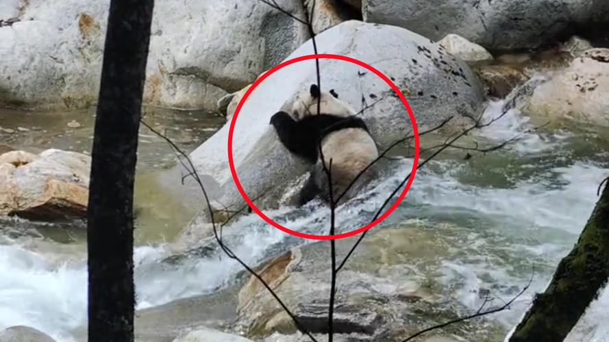 野生大熊猫河畔漫步，游客惊喜目睹自然奇观-图3