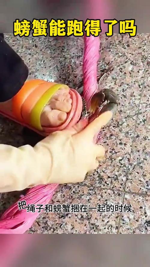 一绳连五两，大闸蟹捆绳技艺独特-图2
