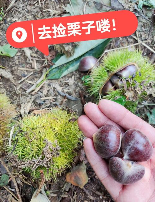 景区回应游客捡板栗壳争议，误会还是管理疏忽？-图2