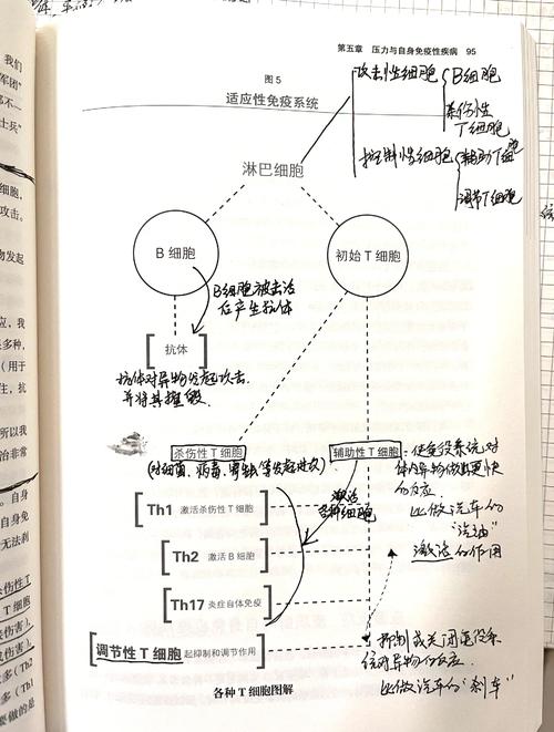 揭秘免疫系统的守护者，免疫系统安全卫士被发现-图2