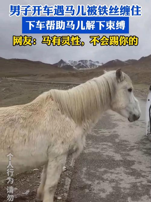 70多匹马绑腿事件，主人回应引关注-图2