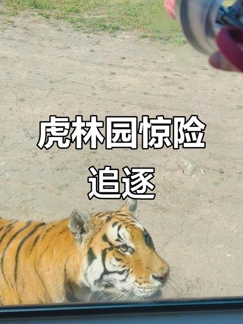 动物园观光车意外事件，老虎下巴受伤真相揭晓-图3