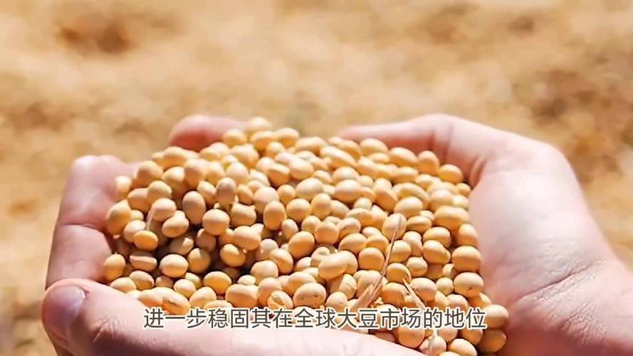 中国近半年大豆进口转向，美国市场面临挑战-图2