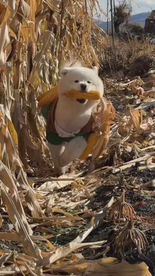 忠诚犬伴，狗狗下地掰玉米三年不止-图1