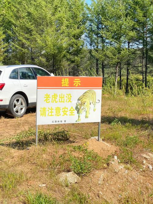 金沙路边老虎出没信息不实，为谣言-图1