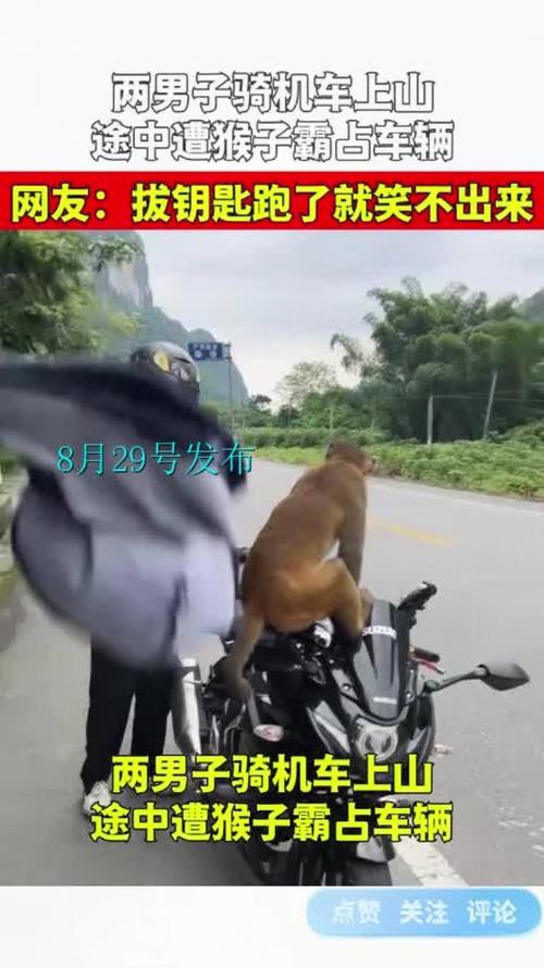 野猴惊现路边，男子停车休息遭入车袭击-图1