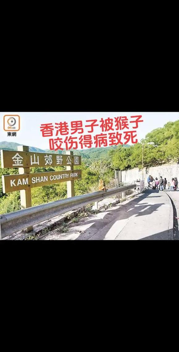 野猴惊现路边，男子停车休息遭入车袭击-图3