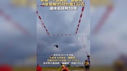 干部沉迷翻翻鸽四年敛财95只被判刑-图3 干部沉迷翻翻鸽四年敛财95只被判刑-图3