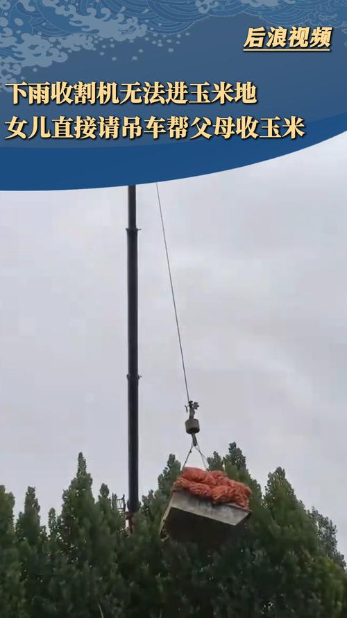 雨中孝心,女儿请吊车助父母收玉米-图1 雨中孝心,女儿请吊车助父母收玉米-图1