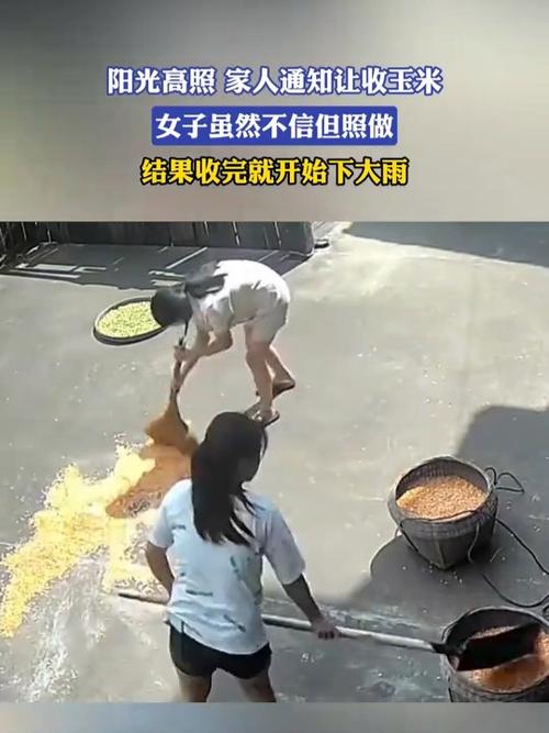 雨中孝心,女儿请吊车助父母收玉米-图2 雨中孝心,女儿请吊车助父母收玉米-图2