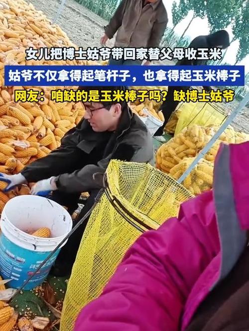 雨中孝心,女儿请吊车助父母收玉米-图3 雨中孝心,女儿请吊车助父母收玉米-图3
