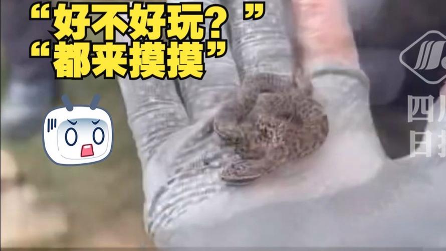 驴友山中奇遇,捡到毒蛇竟轮流抚摸求证?-图1 驴友山中奇遇,捡到毒蛇竟轮流抚摸求证?-图1