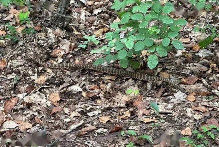 驴友山中奇遇,捡到毒蛇竟轮流抚摸求证?-图3 驴友山中奇遇,捡到毒蛇竟轮流抚摸求证?-图3