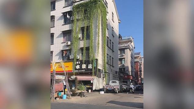 浙江居民楼现奇观，空心菜瀑布倾泻而下-图3