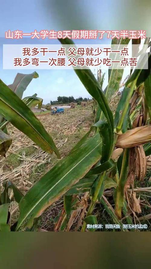 大学生假期玉米劳作，8天仅休半日-图2